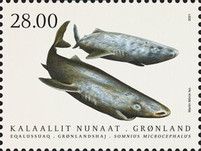 Greenland Shark (Somniosus microcephalus)