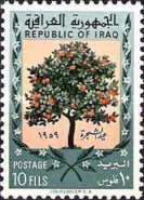 Orange tree