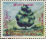 Deciduous tree - (Tamarindus indica)