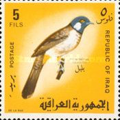White-eared Bulbul (Pycnonotus leucotis)