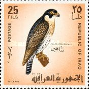 Peregrine Falcon (Falco peregrinus)