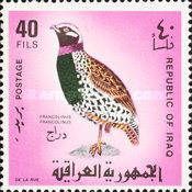 Black Francolin (Francolinus francolinus)