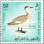 Marbled Teal (Anas angustirostris)