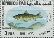 Binni (Barbus puntius sharpeyi)