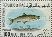Mangar (Barbus esocinus)