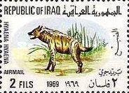 Striped Hyaena (Hyaena hyaena)