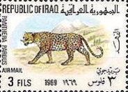 Leopard (Panthera pardus)