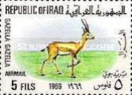 Mountain Gazelle (Gazella gazella)