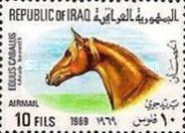 Horse's Head (Equus ferus caballus)