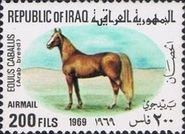 Arabian Stallion (Equus ferus caballus)
