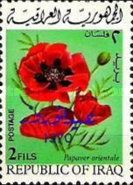 Poppy (Papaver orientale)