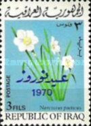 Daffodil (Narcissus poeticus)