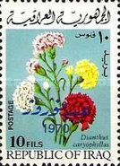 Carnations
