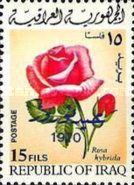 Rose (Rosa hybrida)