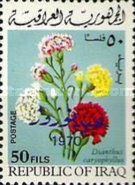Carnations (Dianthus caryophyllus)