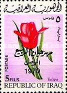 Tulip