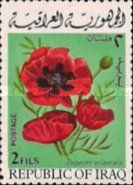 Poppy (Papaver orientale)