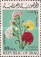 Carnations (Dianthus caryophyllus)