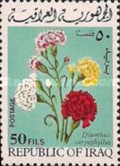Carnations (Dianthus caryophyllus)
