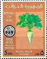 Sugar beet