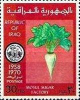 Sugar beet