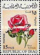 Rose (Rosa hybrida)