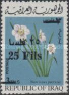 Daffodil (Narcissus poeticus)