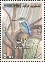 Common Kingfisher (Alcedo atthis)