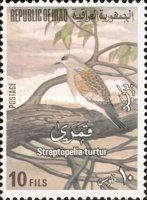 European Turtle Dove (Streptopelia turtur)