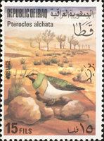 Pin-tailed Sandgrouse (Pterocles alchata)