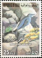 Blue Rock Thrush (Monticola solitarius)