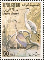 Purple Heron (Ardea purpurea)