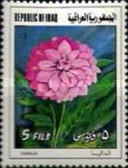 Dahlia