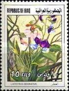 Lathyrus odoratus