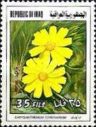 Chrysanthemum coronarium