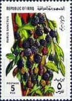 Blackberries (Rubus Sanctus)