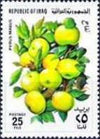 Apples (Pyrus Malus)
