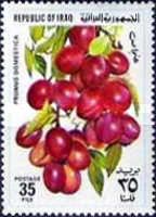 Plums (prunus domestica)