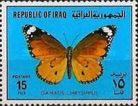 African Monarch (Danaus chrysippus)