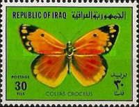 Clouded Yellow (Colias croceus)
