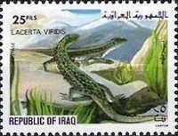 European Green Lizard (Lacerta viridis) 