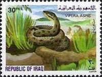 Asp Viper (Vipera aspis)