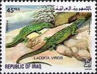 European Green Lizard (Lacerta viridis)