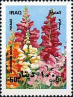Antirrhinum majus