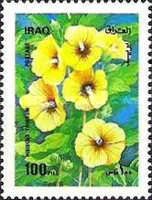 Hibiscus trionum