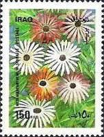 Mesembyranthemum sparkles