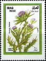 Nodding thistle