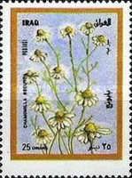 Chamomile