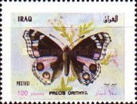 Blue Pansy (Precis orithya)