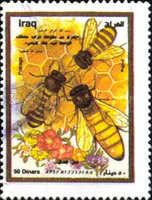 European Honey Bee (Apis mellifera)